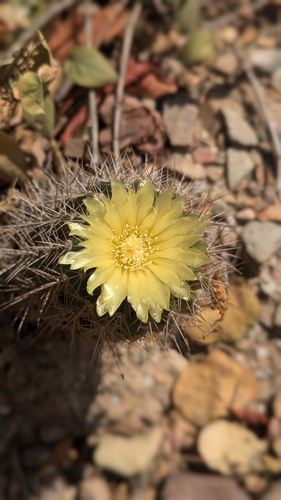 Parodia columnaris