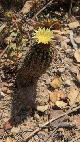 Parodia columnaris