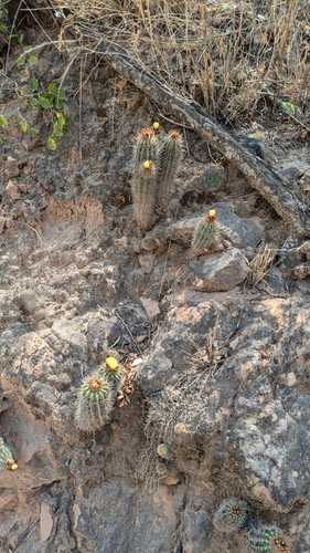 Parodia columnaris