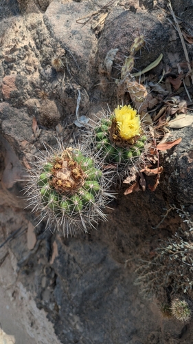 Parodia columnaris