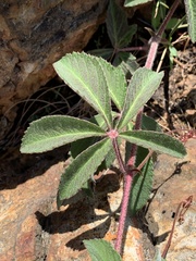 Cyphostemma simulans