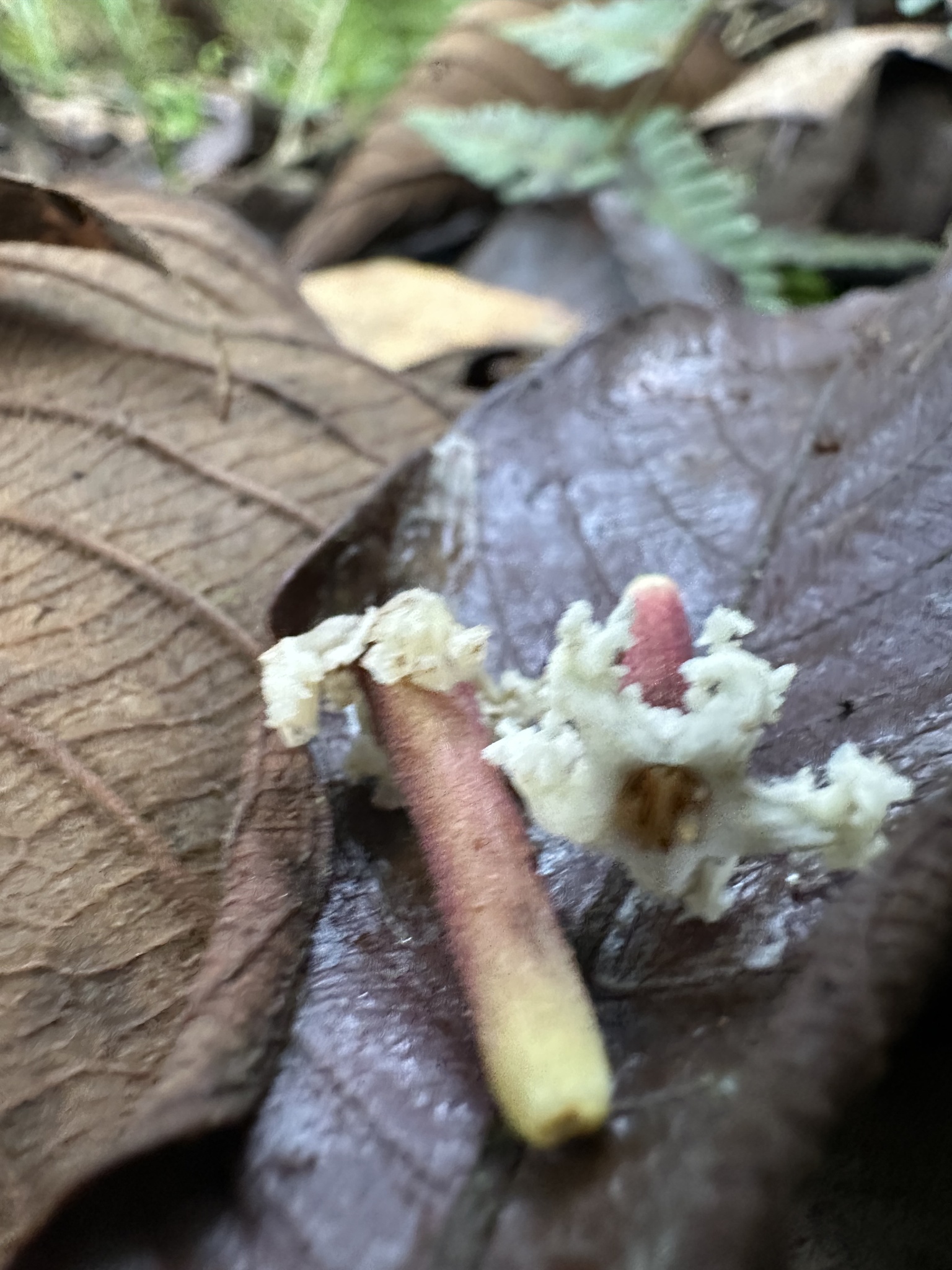 Tournefortiopsis dependens
