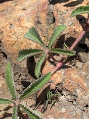 Cyphostemma simulans