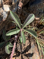 Cyphostemma simulans