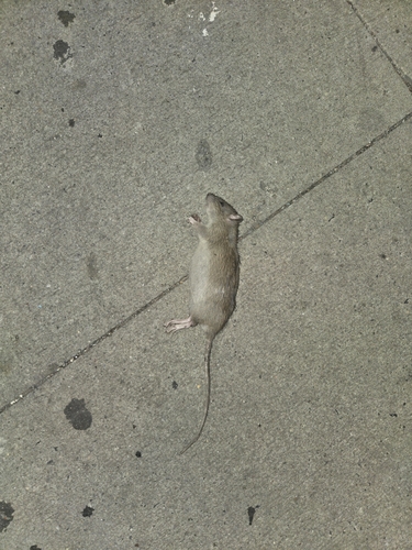 Rat photographed near here on 2025-09-30