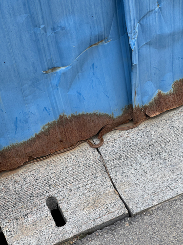 Steppe Ratsnake