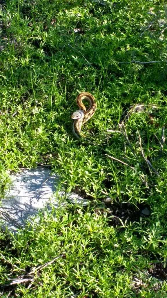 Tropical Black-necked Garter Snake