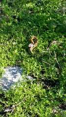 Thamnophis cyrtopsis collaris