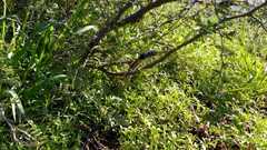 Thamnophis cyrtopsis collaris