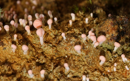 Pink Earth Lichen