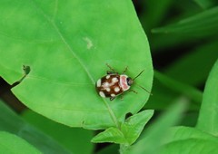 Alagoasa trifasciata