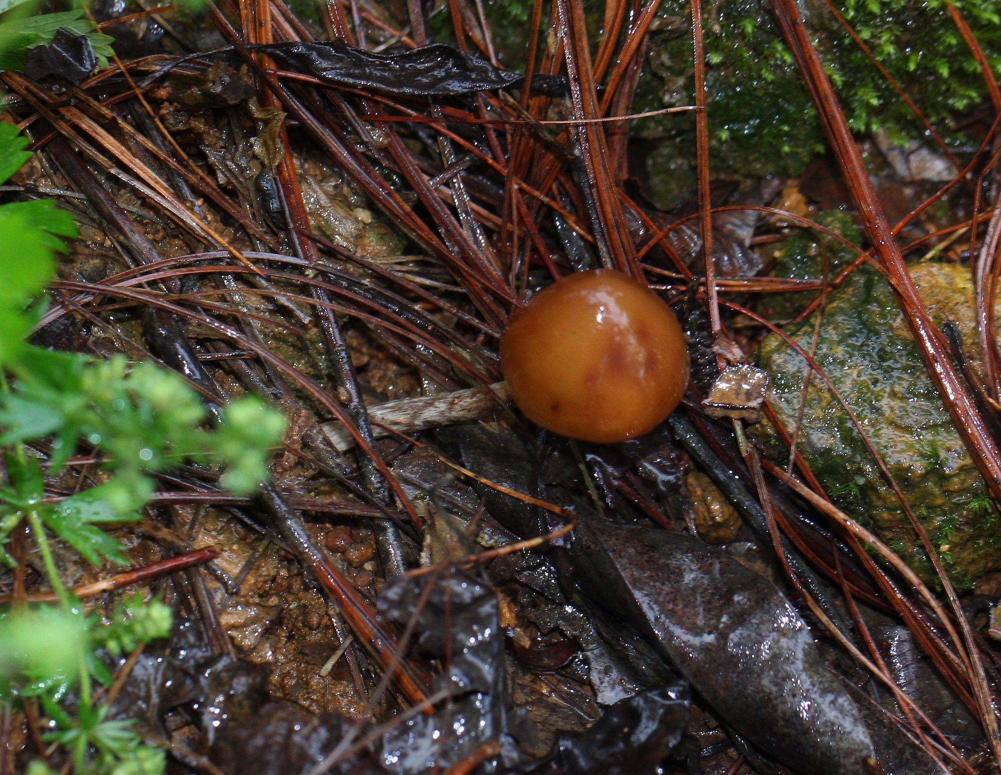 Psilocybe zapotecorum image