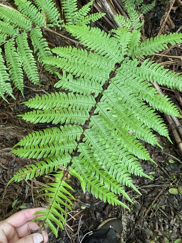 Pteris terminalis observed 2025-09-30