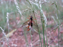 Tanyptera atrata