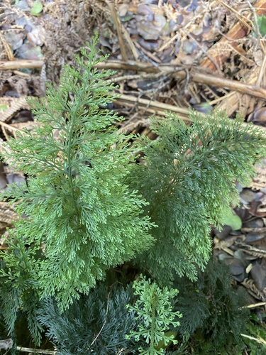 Callistopteris baldwinii observed 2025-09-30