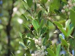 Tricalysia sonderiana