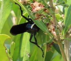 Tricalysia sonderiana