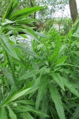 Jacobaea paludosa paludosa