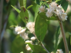Tricalysia sonderiana