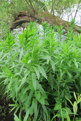 Jacobaea paludosa paludosa