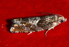 Epinotia solicitana