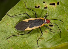 Dysdercus obscuratus