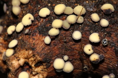 Leotiomycetes