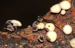 Leotiomycetes