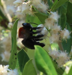 Tricalysia sonderiana