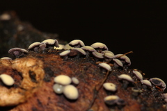 Leotiomycetes