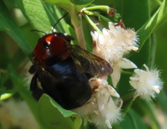 Tricalysia sonderiana