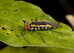 Dysdercus obscuratus