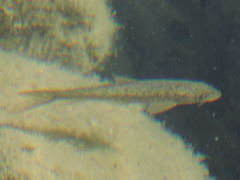 Barbus tyberinus