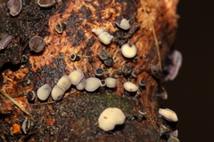 Leotiomycetes