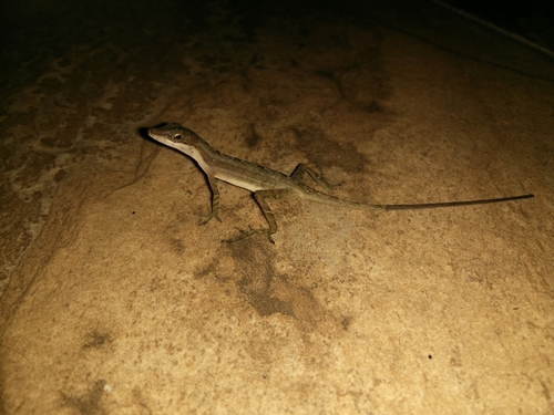 Anolis limifrons