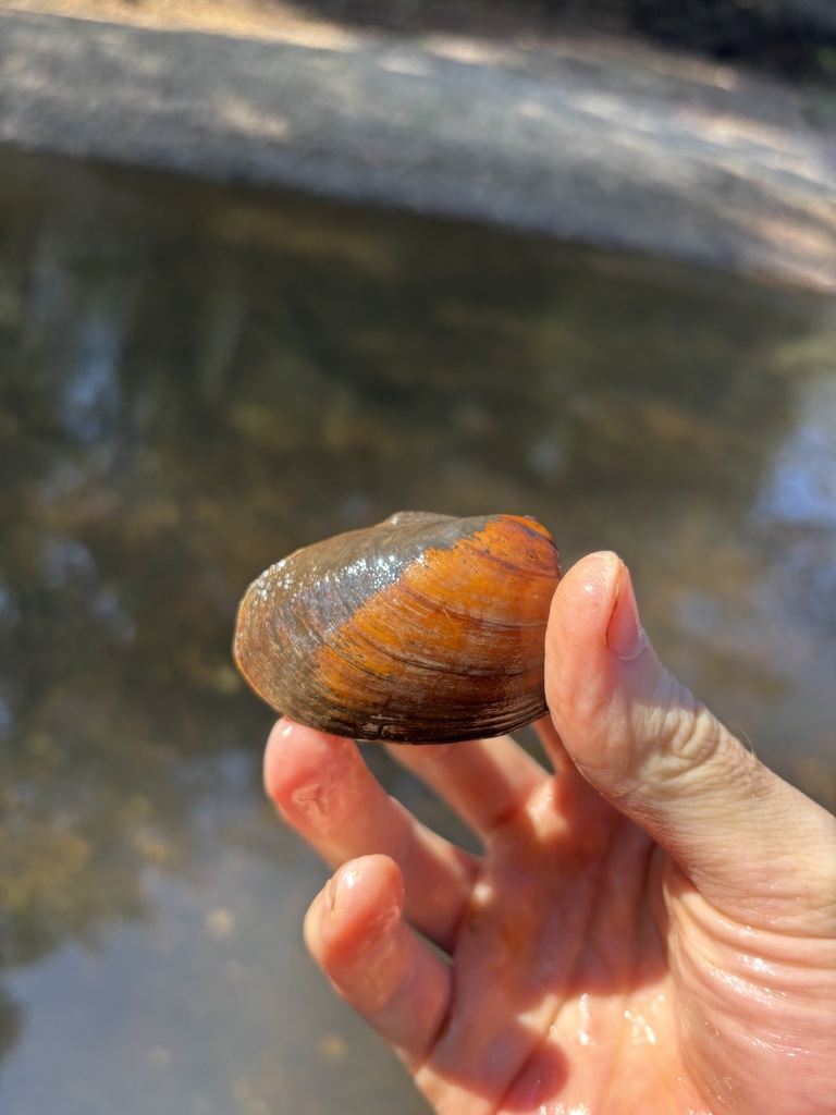 Southern clubshell