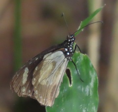 Amauris ochlea ochlea