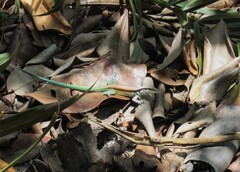Bahian Sand Dune Lizard photo 3