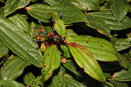 Image of Viburnum davidii by no rights reserved