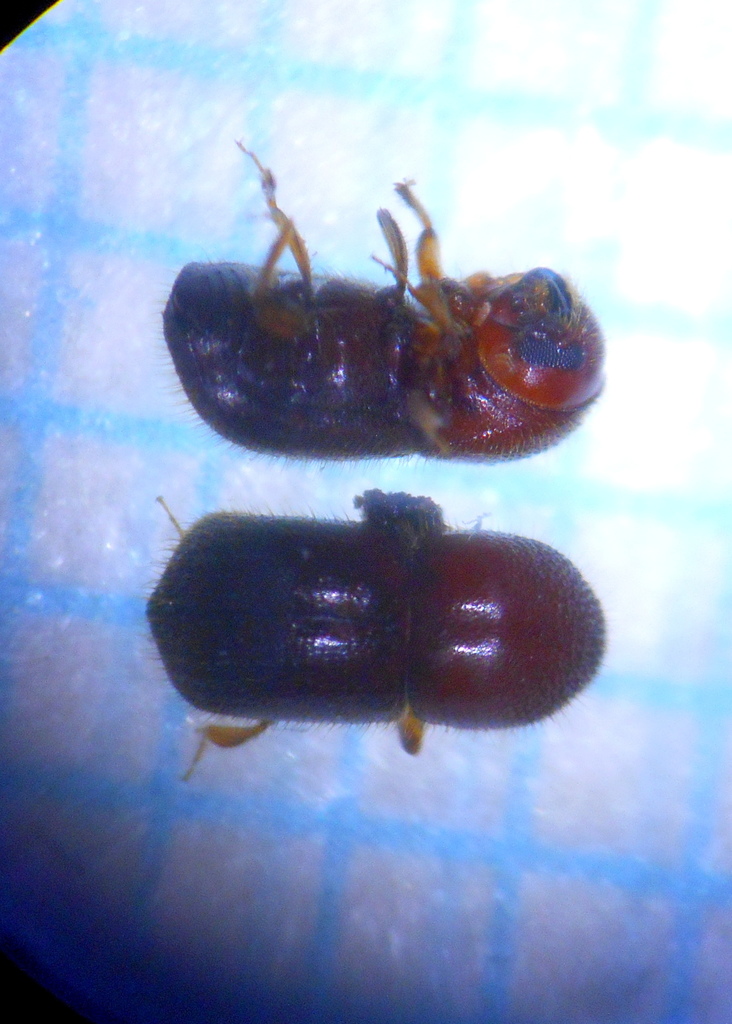 Granulate Ambrosia Beetle