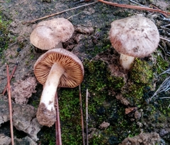 Inocybe queletii