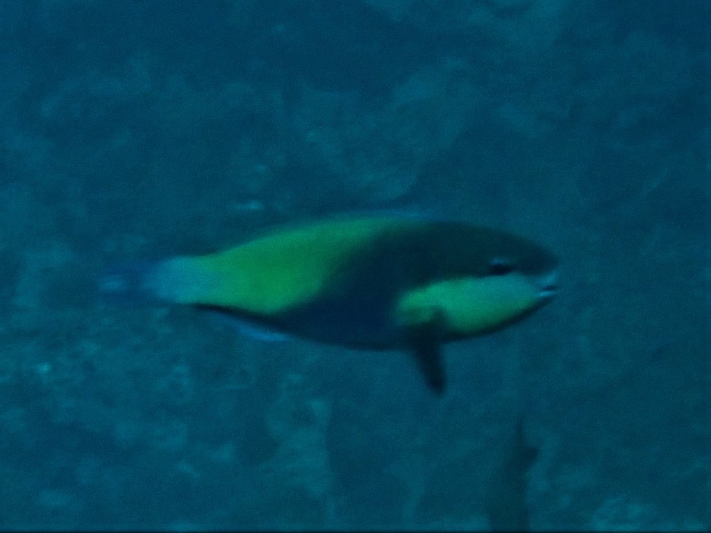 Japanese parrotfish (Chlorurus japanensis) — Scaridae