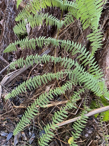 Pseudophegopteris keraudreniana observed 2025-09-30