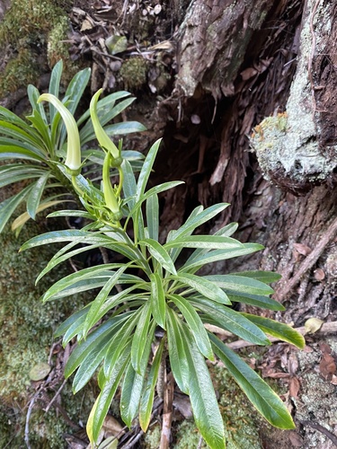 Trematolobelia rockii, 2025-09-30