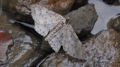 Percnia suffusa