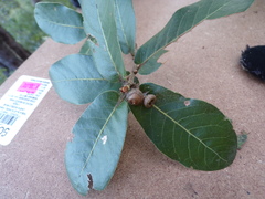 Quercus jonesii