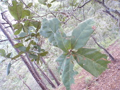 Quercus jonesii