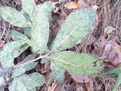 Quercus jonesii