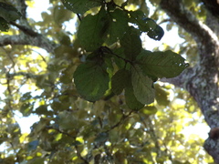 Quercus jonesii