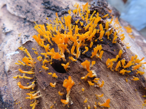 Dacrymyces spathularia